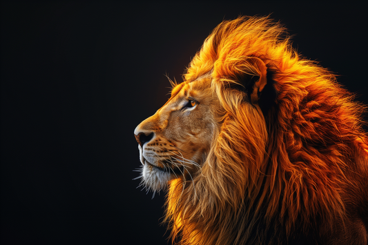 Plexiglass :: Lion