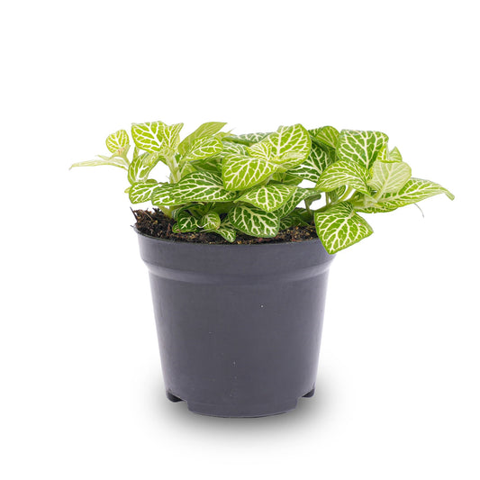 Fittonia Joly Lemon - White And Green (Fluor) - Mosaic Plant - Terrarium Plant