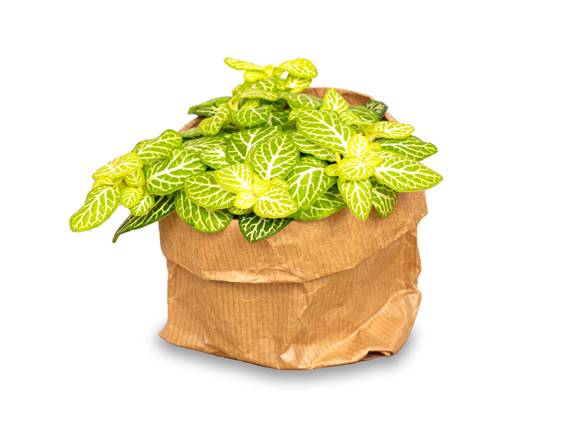 Fittonia Joly Lemon - White And Green (Fluor) - Mosaic Plant - Terrarium Plant