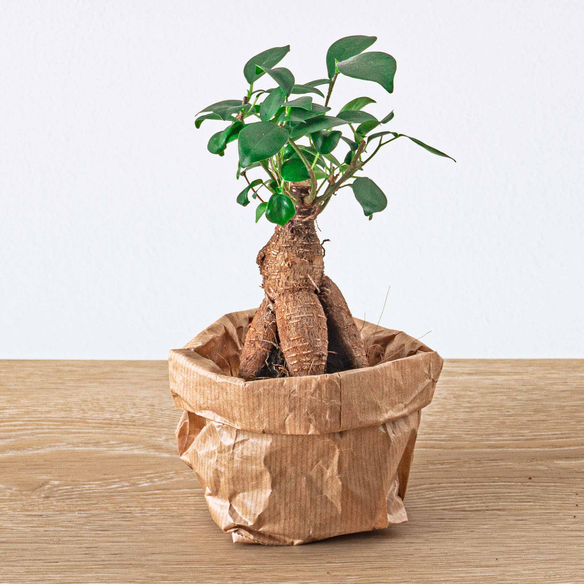 Ficus Ginseng Bonsai - Microcarpa - ↑ Ca. 15 Cm - Ø 6 Cm