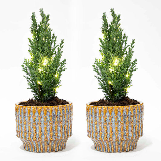 Set Of 2 - Christmas Tree ‘Ellwoodii’ + Pot Echo - 30 Cm Tall