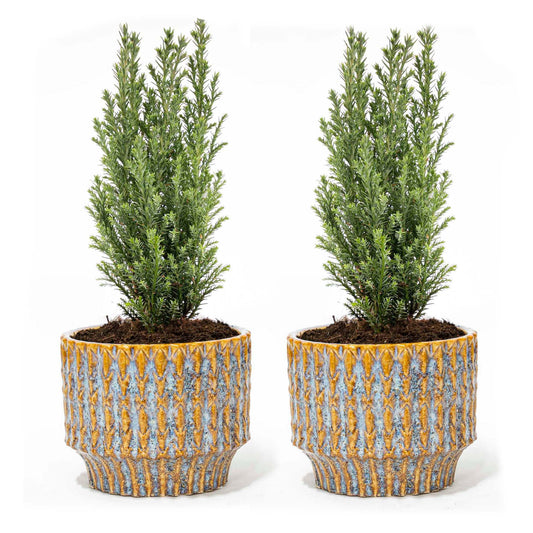 Set Of 2 - Christmas Tree ‘Ellwoodii’ + Pot Echo - 30 Cm Tall