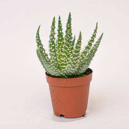 Aloe Humilis Potsize 5.5 Cm